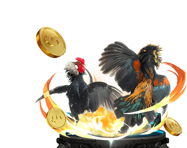 Gà chiến Campuchia